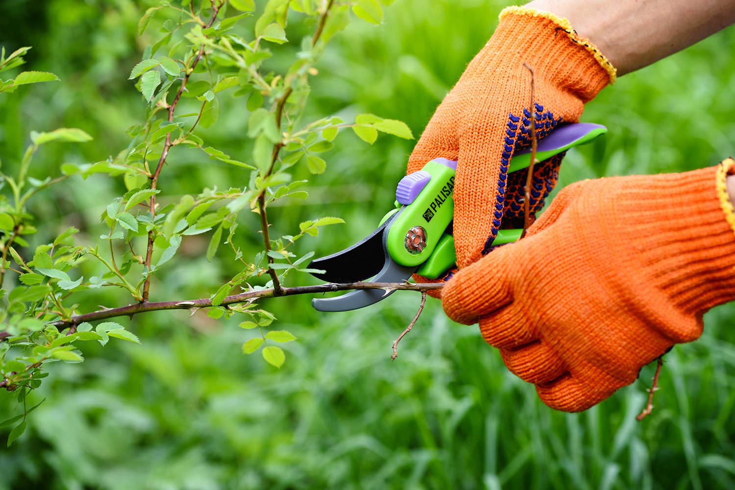 Gardener pruning roses in garden