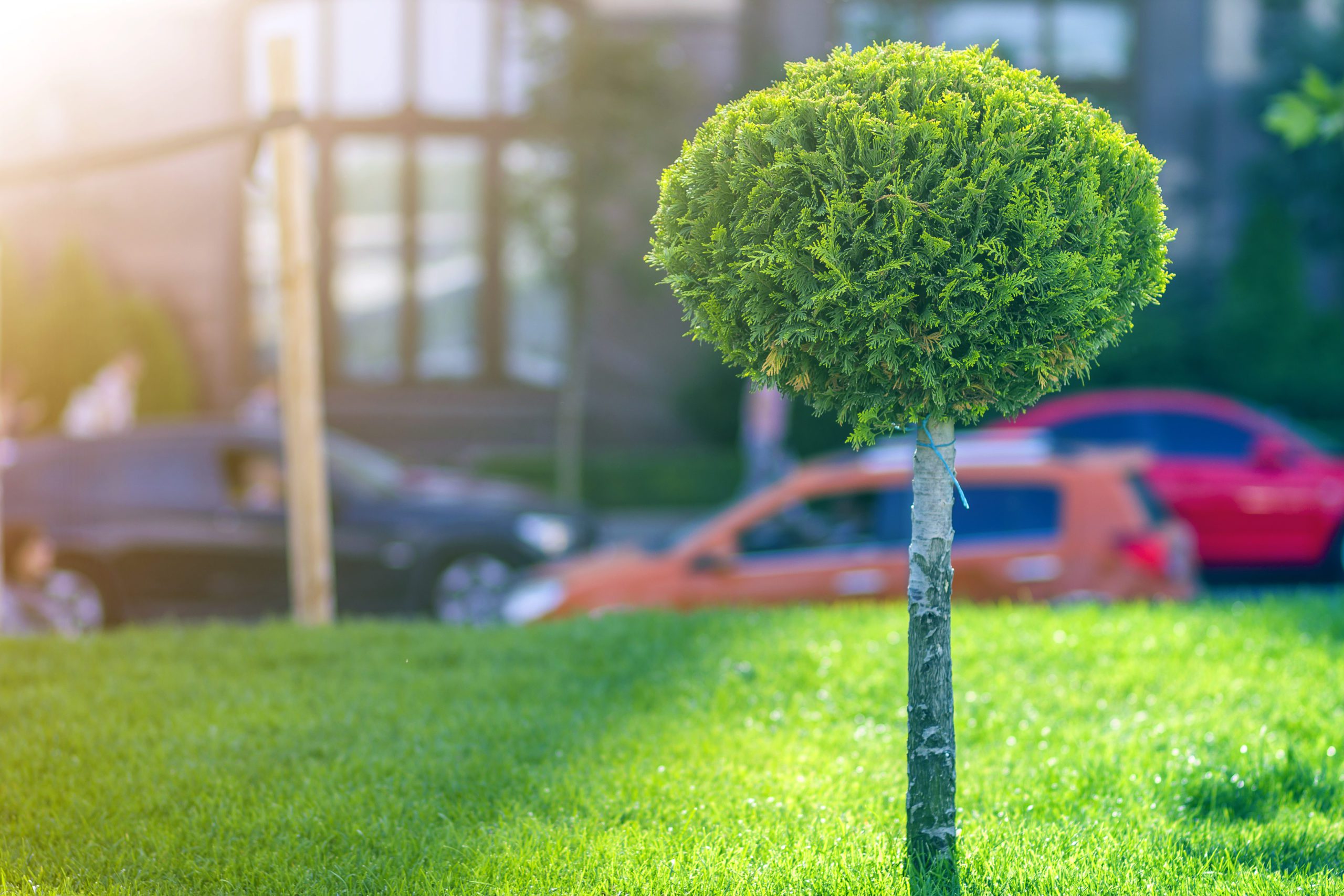Young decorative pine tree with lash round neatly trimmed foliage, ornamental plant growing on green grass along city street on sunny summer day on blurred background of moving cars.